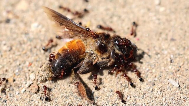 Detailed Macro Of Ants And Dead Honey Bee 180fps Captured in Cinematic High Detail Footage