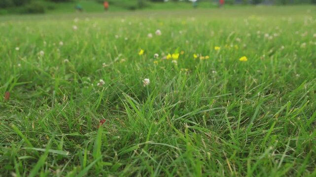 Hurling roll lift technique execution by player raising sliotar ball from ground during training match session in 4K Ultra HD footage.
