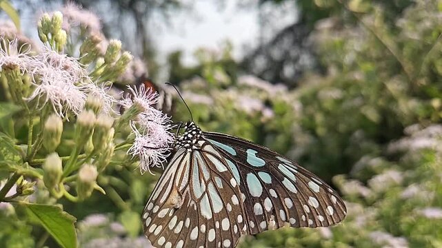 Blue Tiger Butterfly Feeding on Wildflowers in Natural Habitat, Butterfly Macro Close Up, Pollination, Tropical Wildlife, Garden Butterfly, Slow Motion Cinematic Nature Footage