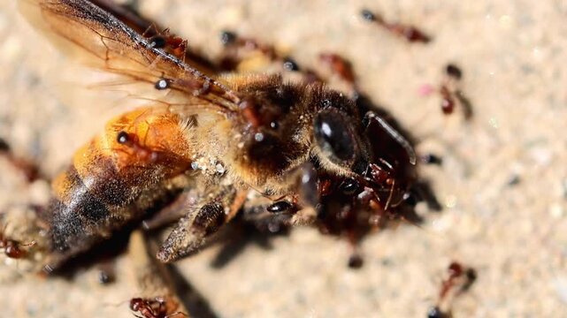 Ants Feeding On Dead Honey Bee Macro Scene 180fps Captured in Cinematic High Detail Footage,"ants,honey bee,dead bee,insect,macro,ant colony,nature,wildlife