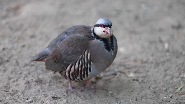 Chukar Bird Standing on Sandy Ground 180fps Captured in Cinematic High Detail Footage