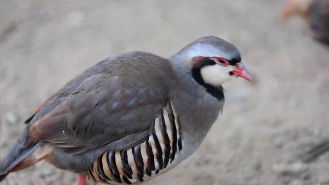 Chukar Bird Pair Feeding on Sandy Surface 180fps Captured in Cinematic High Detail Footage