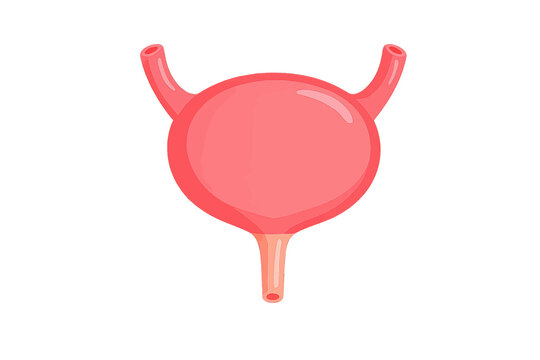 Anatomical illustration of human urinary bladder with ureters and urethra for medical education and healthcare professional diagnostic research projects