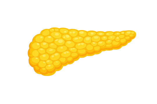Human pancreas anatomical organ illustration featuring a detailed textured yellow gland isolated on a white background for medical