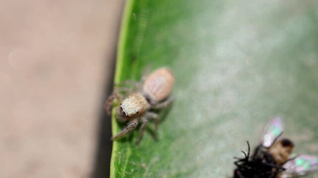 Jumping spider hunt a house fly Macro 180fps Captured in Cinematic High Detail Footage