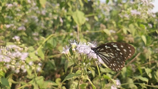 Blue Tiger Butterfly Feeding on Wildflowers in Natural Habitat, Butterfly Macro Close Up, Pollination, Tropical Wildlife, Garden Butterfly, Slow Motion Cinematic Nature Footage