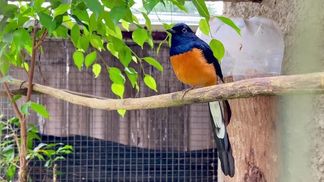 A vibrant White-rumped Shama (Copsychus malabaricus) perched on a natural tree branch inside an aviary, displaying its glossy blackish-blue upperparts, rich orange underparts, and long elegant tail.