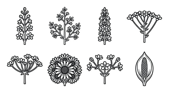 Assorted botanical flower inflorescence vector line art illustrations.