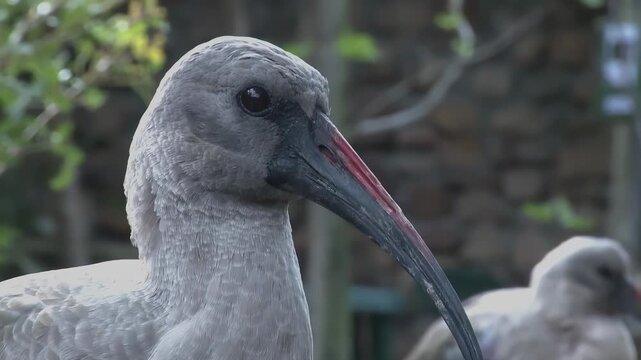 Close-up of a gray ibis with a long curved beak in natural outdoor setting