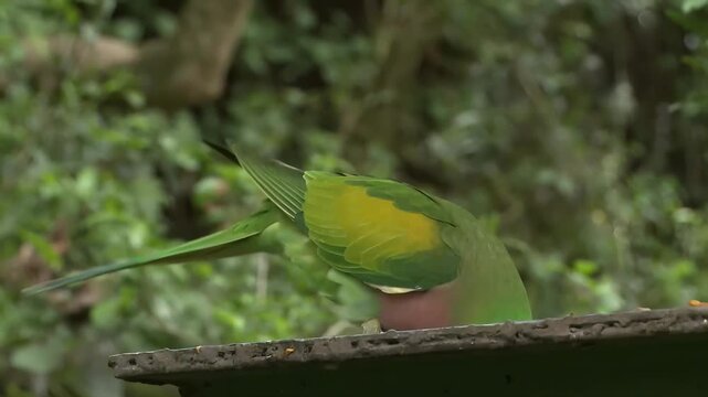 Beautifully colored parrot perches on a wooden surface amidst lush greenery