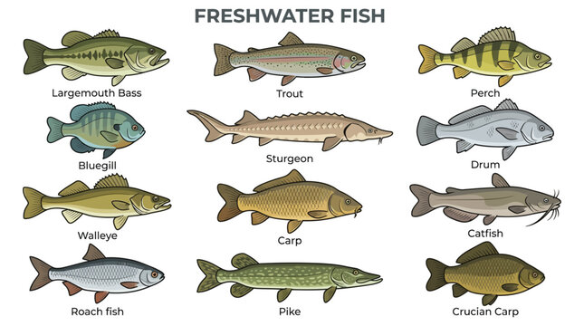 Educational vector graphic showing a collection of various freshwater fish species for biology study reference purposes