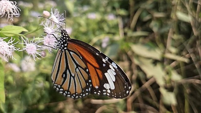 Macro Close Up of Plain Tiger Butterfly Pollinating White Wildflowers, Butterfly Wings, Nectar Feeding, Tropical Wildlife, Nature Documentary, Cinematic Footage