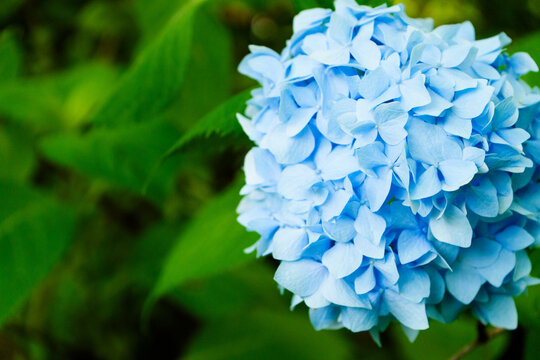 blue hydrangea flower with green background