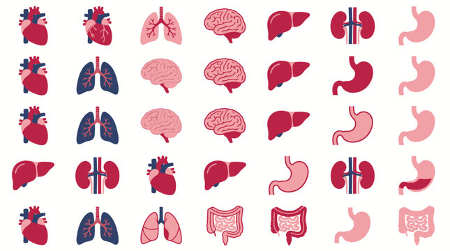 Collection of human organ illustrations including heart lungs brain stomach and kidneys.