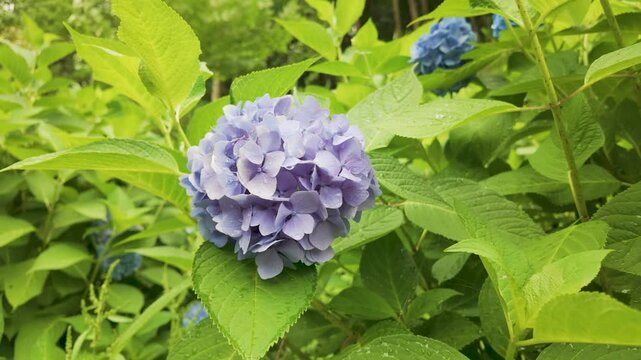 【スローモーション】石川県金沢市 卯辰山花菖蒲園で咲く青紫色の紫陽花（アジサイ）のクローズアップ / [Slow Motion] Close-up of Blue-Purple Hydrangea at Utatsuyama Iris Garden, Kanazawa