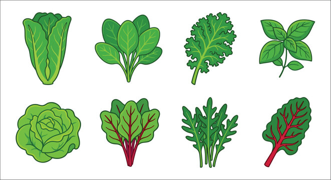 Variety of leafy greens illustration a collection of vegetable foliage in a flat vector style chard collard curly kale garden cress green leaves herbs leaf
