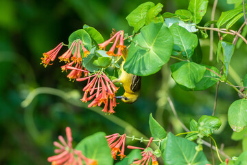 01618-01406 Orchard Oriole (Icterus spurius) female getting nectar on Dropmore Scarlet Honeysuckle Lonicera x brownii Marion Co. IL © Daybreak Imagery