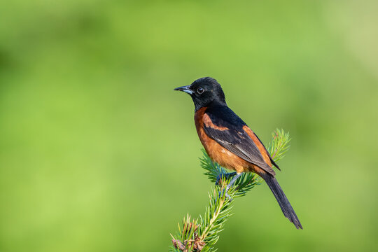 01618-01717 Orchard Oriole (Icterus spurius) male in spruce tree Marion Co. IL