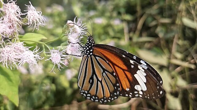 Macro Close Up of Plain Tiger Butterfly Pollinating White Wildflowers, Butterfly Wings, Nectar Feeding, Tropical Wildlife, Nature Documentary, Cinematic Footage