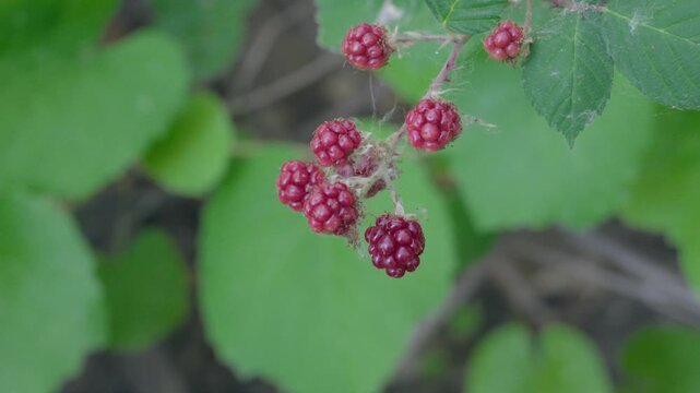 Unripe wild blackberries growing on a green bramble