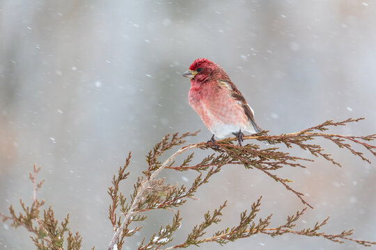 01644-00602 Purple Finch (Haemorhous purpureus) male in Red Cedar tree in snow Marion Co. IL