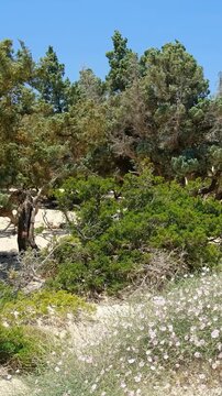 Vertical video of Juniper on Kedrodasos beach with cushions of Splendid Bindweed. Crete, Greece