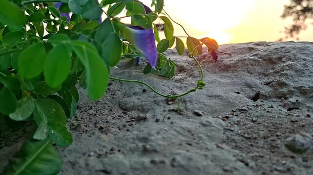 Blue Flower Vine Creeping Over Rock Surface