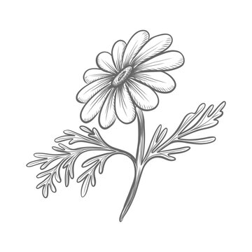 Chamomile flower with leaves vector graphic illustration for floral design. Medicinal herbs for apothecary packaging. Hand drawn engraving isolated sketch of dasy wildflower for card, sticker, textile