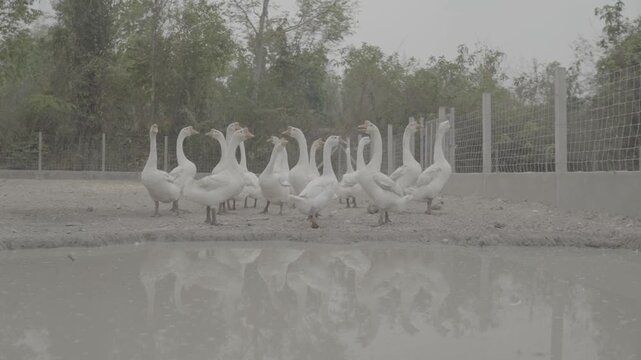A flock of white domestic geese standing near a peaceful farm pond in a rural landscape. This natural countryside scene showcases free-range waterfowl, sustainable farming, animal husbandry, and the b