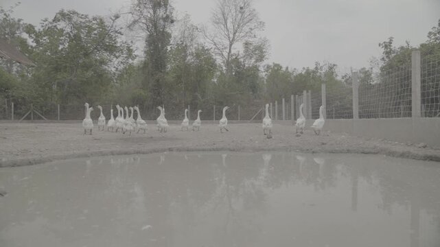 A flock of white domestic geese standing near a peaceful farm pond in a rural landscape. This natural countryside scene showcases free-range waterfowl, sustainable farming, animal husbandry, and the b