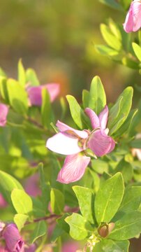 Close Up of Pink Polygala Myrtifolia Flowers in Bright Sunlight