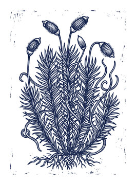 Polytrichum moss plant ink stamp artwork with spore capsules