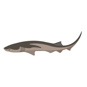 Cow Shark Vector Illustration Isolated Primitive Deep Sea Marine Wildlife Ocean Animal Design