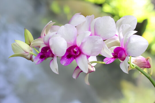 Inflorescence white purple dendrobium orchids flower blooming green garden background