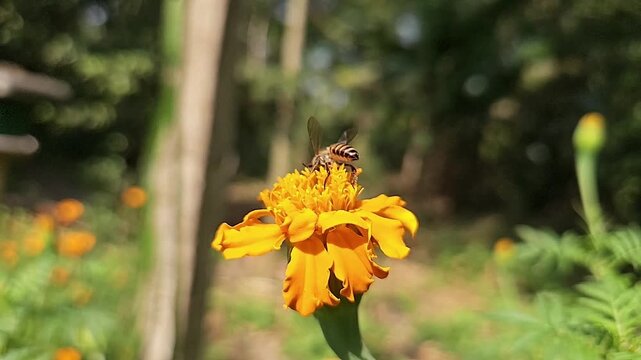 Indian Honey Bee Hovering Above Yellow Marigold Flower During Pollination &ndash; Macro Wildlife Footage