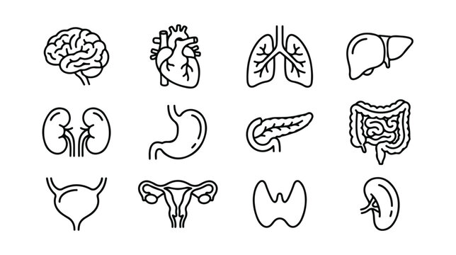 Human internal organs vector icon set, anatomical body parts, medical illustration, brain, heart, lungs, liver, kidneys, stomach, pancreas, intestines, bladder, uterus, thyroid, spleen