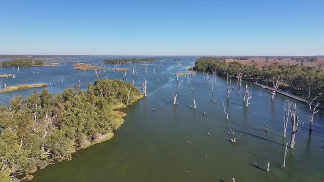 Low drone footage over timbered islands and dead trees in Lake Mulwala NSW Australia