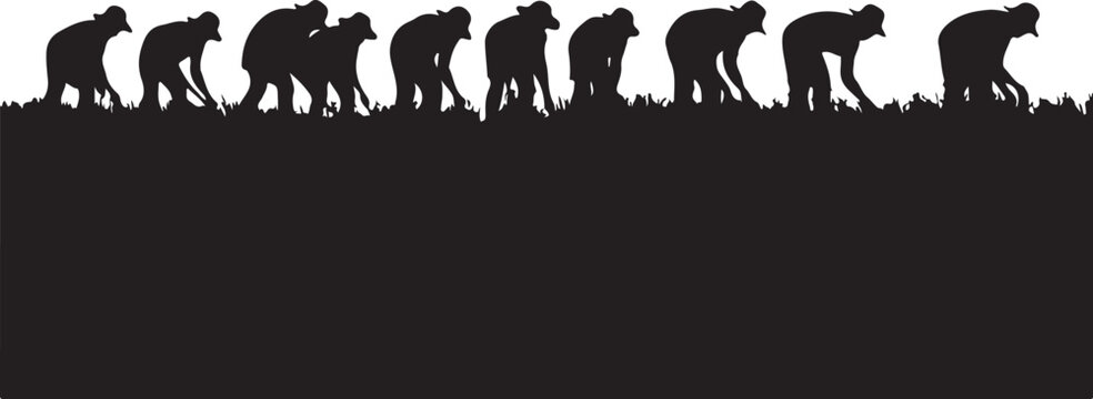 Evolution of apes, silhouette of primates walking silhouettes
