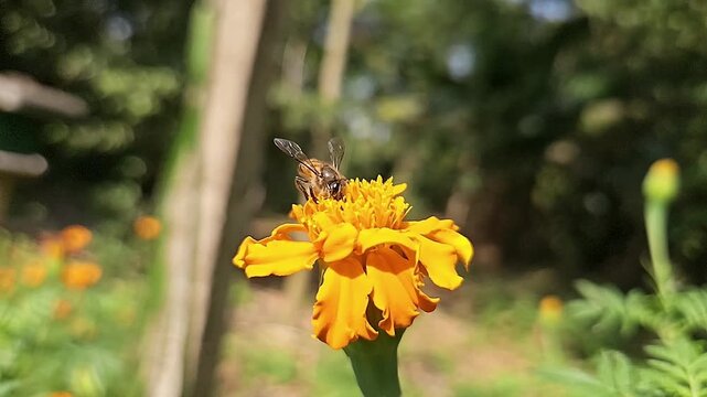 Indian Honey Bee Hovering Above Yellow Marigold Flower During Pollination &ndash; Macro Wildlife Footage
