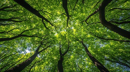 Fototapeta premium Overhead View of Towering Green Trees with Bright Sunlight Filtering Through Dense Forest Canopy