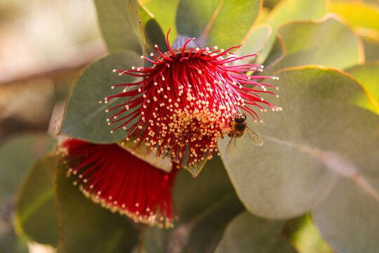 A closeup, selective focus shot of a blooming mottlecah (Eucalyptus macrocarpa) flower, providing a nectar source for a honeybee.