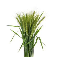 Obraz premium Fresh green wheat stalks isolated on transparent background