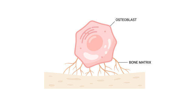Microscopic Osteoblast Bone Cell