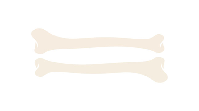 Radius and Ulna Forearm Bones Anatomy
