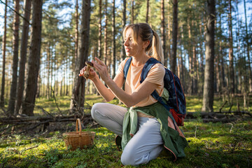 Obraz premium Happy woman hiker mushroomer picking up edible porcini mushrooms in pine forest on summer day, smiling female forager holding big Boletus edulis in hand checking mushroom cap while kneeling down.