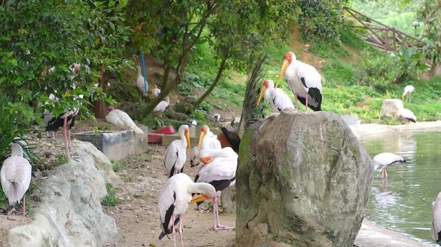 group of bird enjoying the afternoon by the pond, stork preening and shaking its wings, indian peafowl dancing in the back and turning around, white birds in nature footage