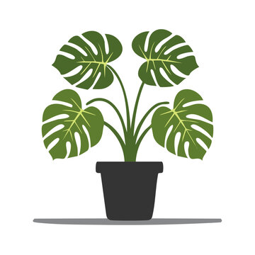 Monstera Plant in Pot Flat Vector Illustration