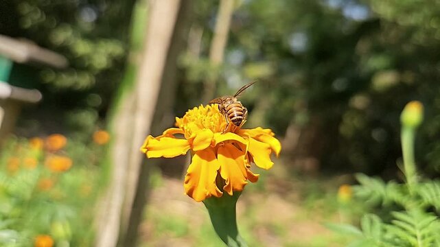 Authentic macro footage of an Indian Honey Bee hovering and collecting nectar from a vibrant yellow marigold flower in blooming garden. Natural pollination behavior, hovering flight, wing movement