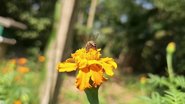 Indian Honey Bee Apis cerana indica Hovering and Collecting Nectar from Yellow Marigold Flower, Pollination Process, Macro Wildlife Close Up, Garden Pollinator, Slow Motion Cinematic Nature