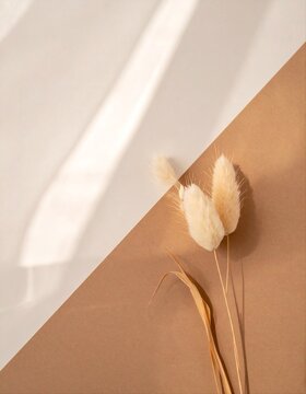 Minimalist dried lagurus flower with soft sunlight shadow on neutral background